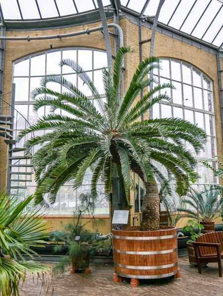 Palmen in Amsterdam - der Hortus Botanicus - Mein Mediterraner Garten