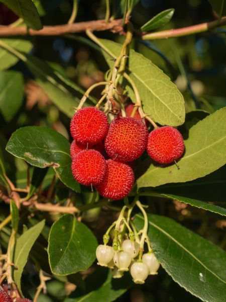 Was ist der richtige Standort fr Arbutus unedo