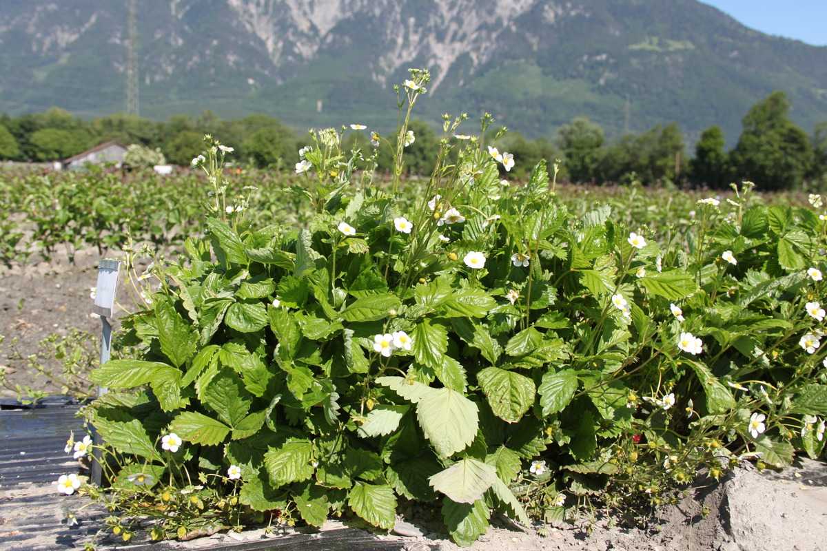 ALEXANDRIA Fraise 4 saisons - Häberli Fruchtpflanzen AG, Neukirch