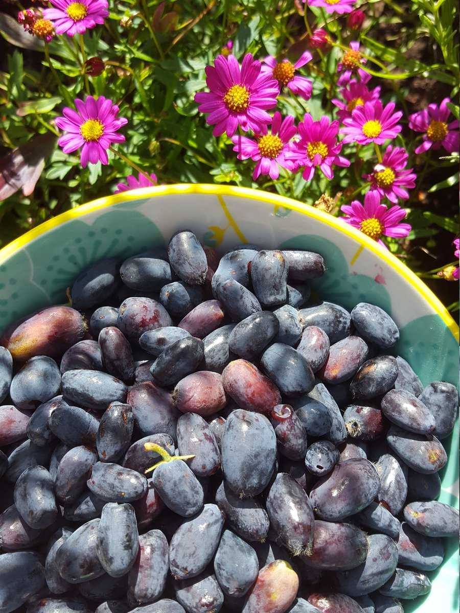 Erstbeeren Ranka Tessin Lubera