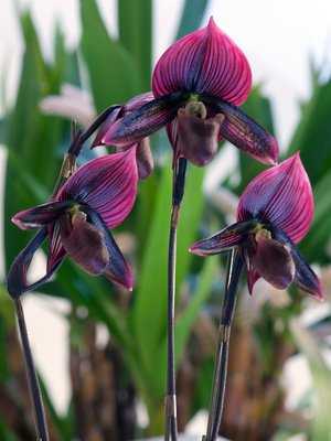 Es existieren mehr als 100 Unterarten der Frauenschuh-Orchidee Paphiopedilum