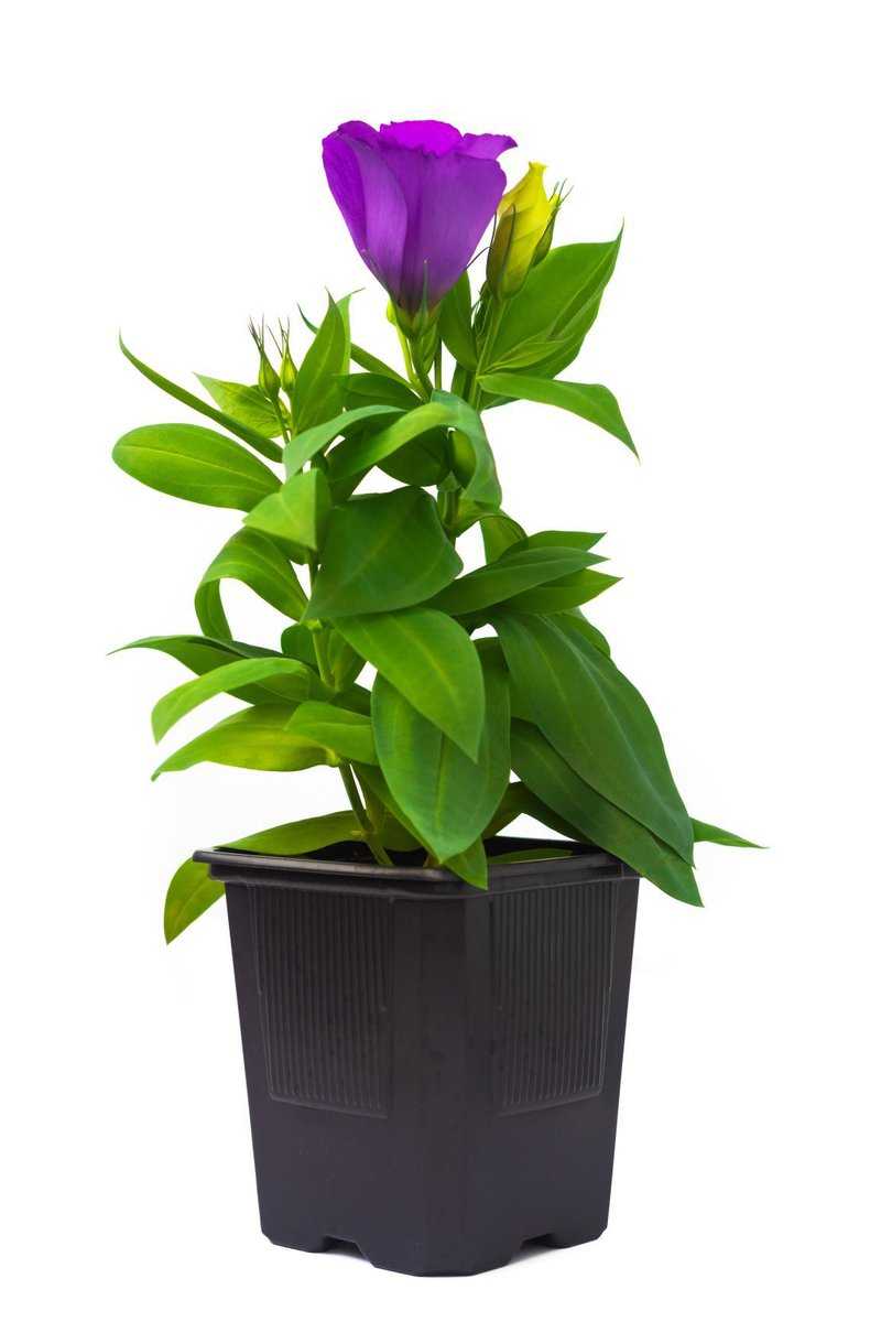 Der Eustoma Steckling braucht noch viel Pflege