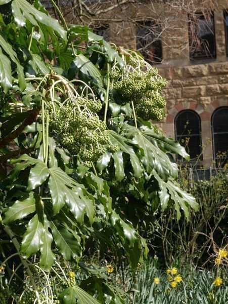 Fatsia japonica