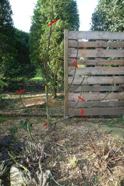 Feigenbaum schneiden, wenn die Feige zu hoch oder breit wchst