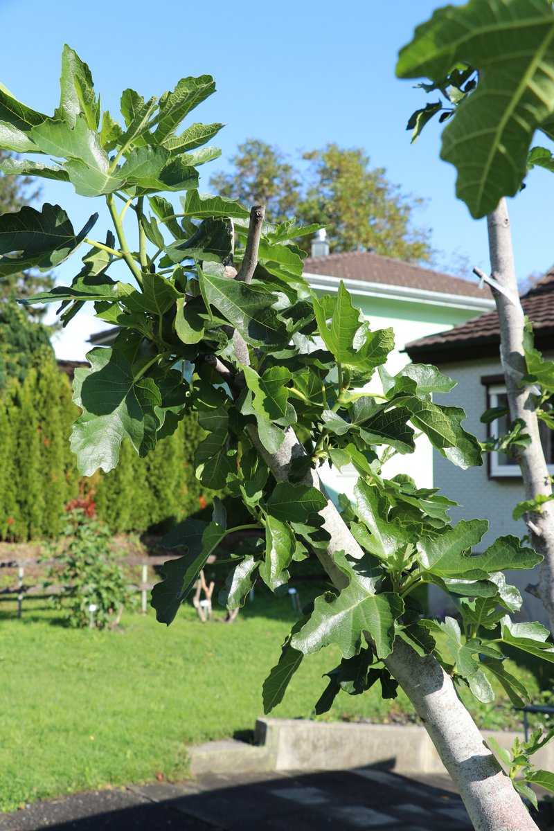 Feigenbaum umpflanzen Lubera