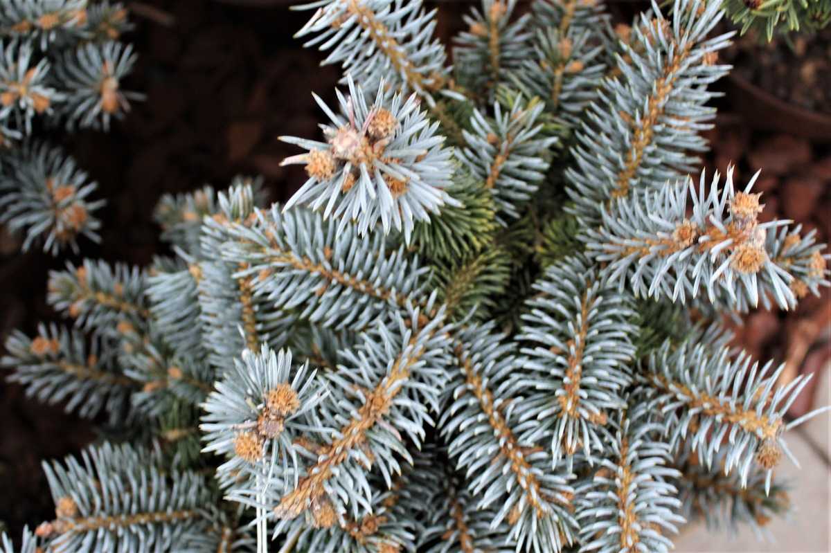 Picea pungens "Glauca Globosa" 20-30 cm Zwerg-Blau-Fichte
