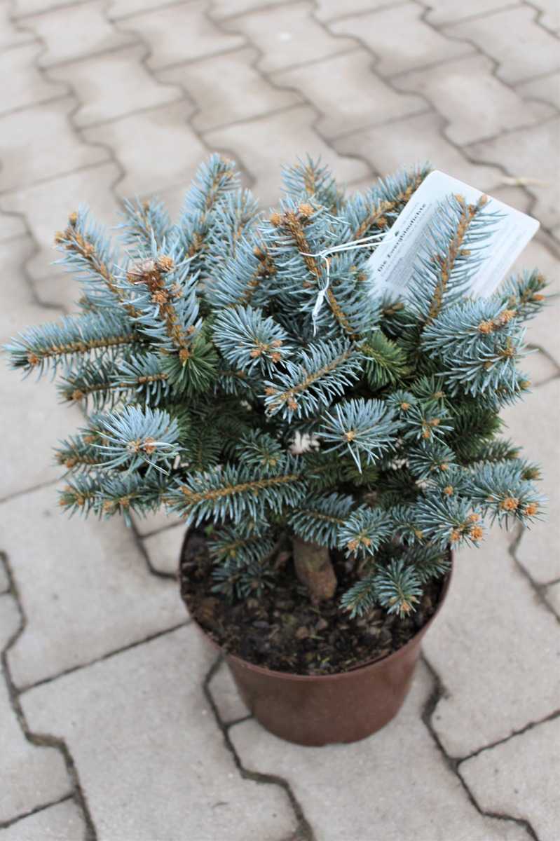 Picea pungens "Glauca Globosa" 20-30 cm Zwerg-Blau-Fichte