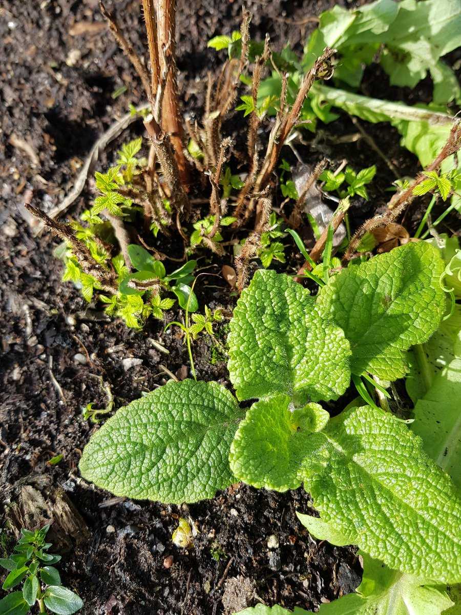 Chaos im Garten Ranka Tessin