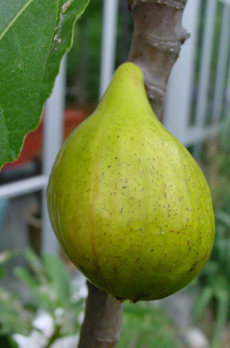 Feigensorten Fruchtfeige Fiorone Giallo Lubera