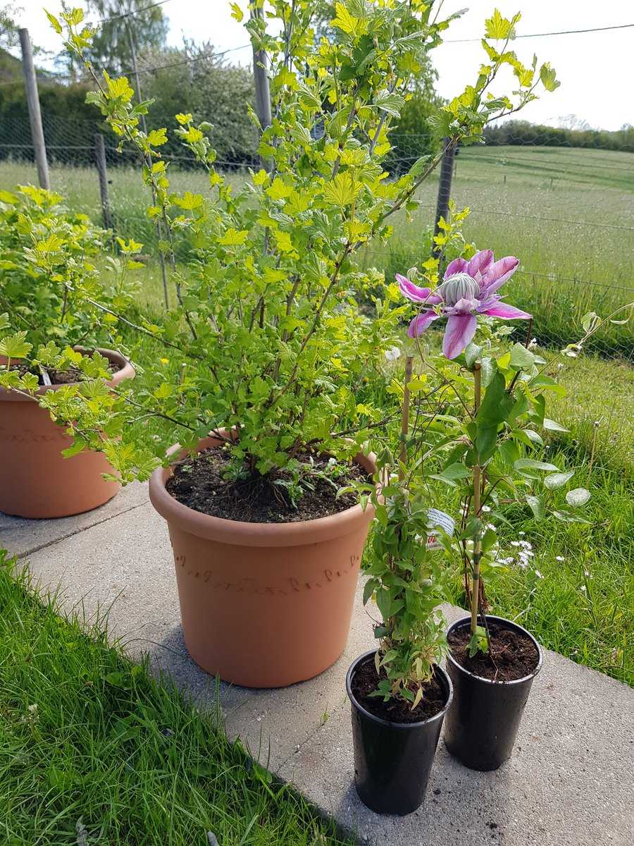 Clematis Josephine Ranka Tessin