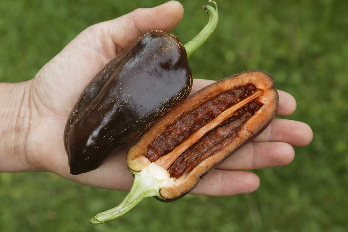 Freilandpaprika &amp;#39;Sweet Chocolate&amp;#39;: Lubera.de
