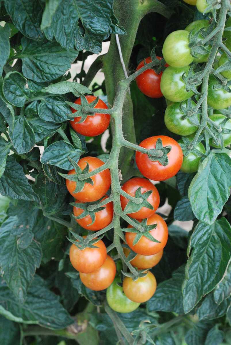 Freilandtomate 'Primabella' (Saatgut) BIO Lubera.de