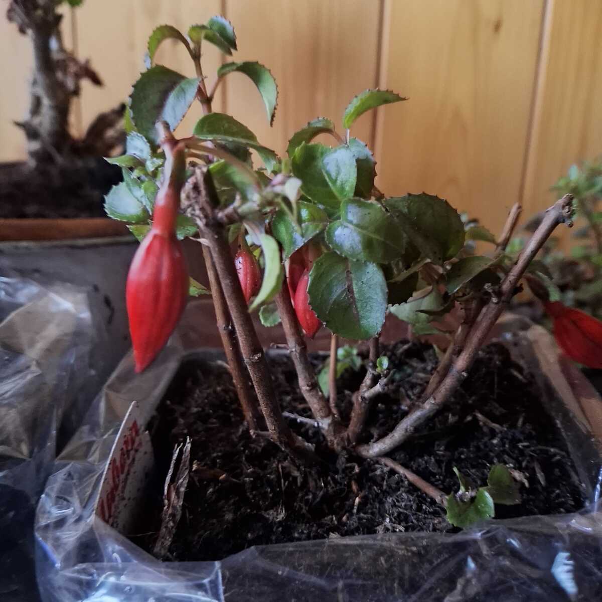 pinnatum albo variegata Epipremnum pinnatum albo-variegata (low color)