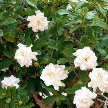Gardenie (Gardenia jasminoides) - Pflege & Überwintern