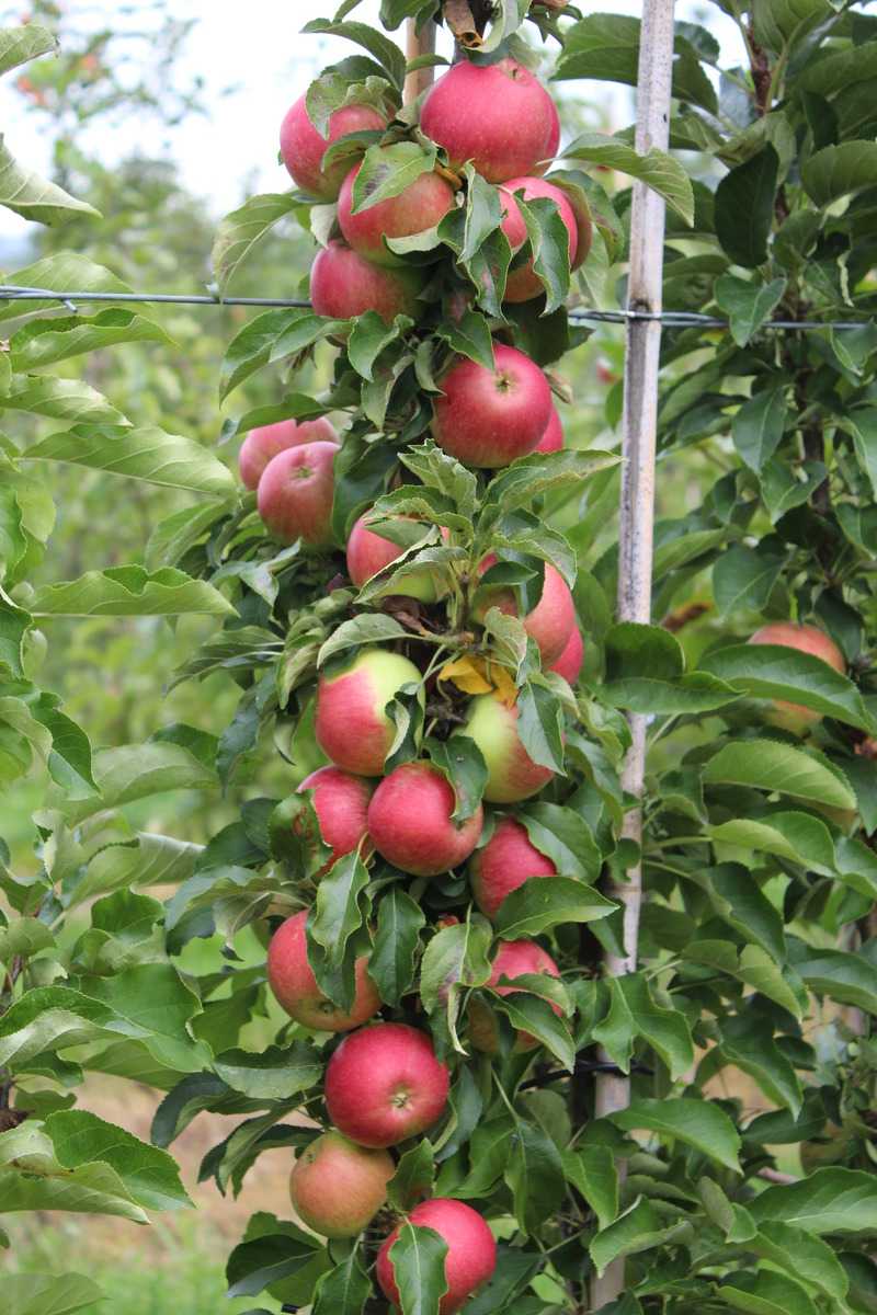 Äpfel gesund Malini Pronto Lubera