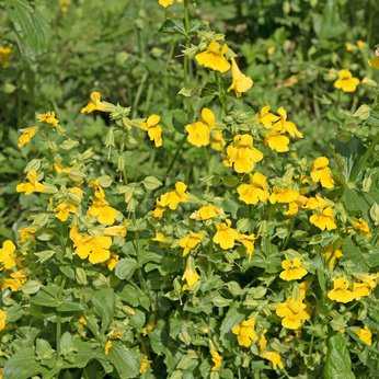 Gauklerblume, Mimulus luteus