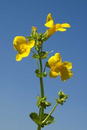 Gauklerblume, Affenblume, Mimulus