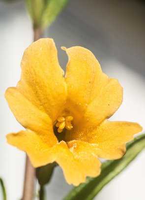 Gauklerblume Blüte