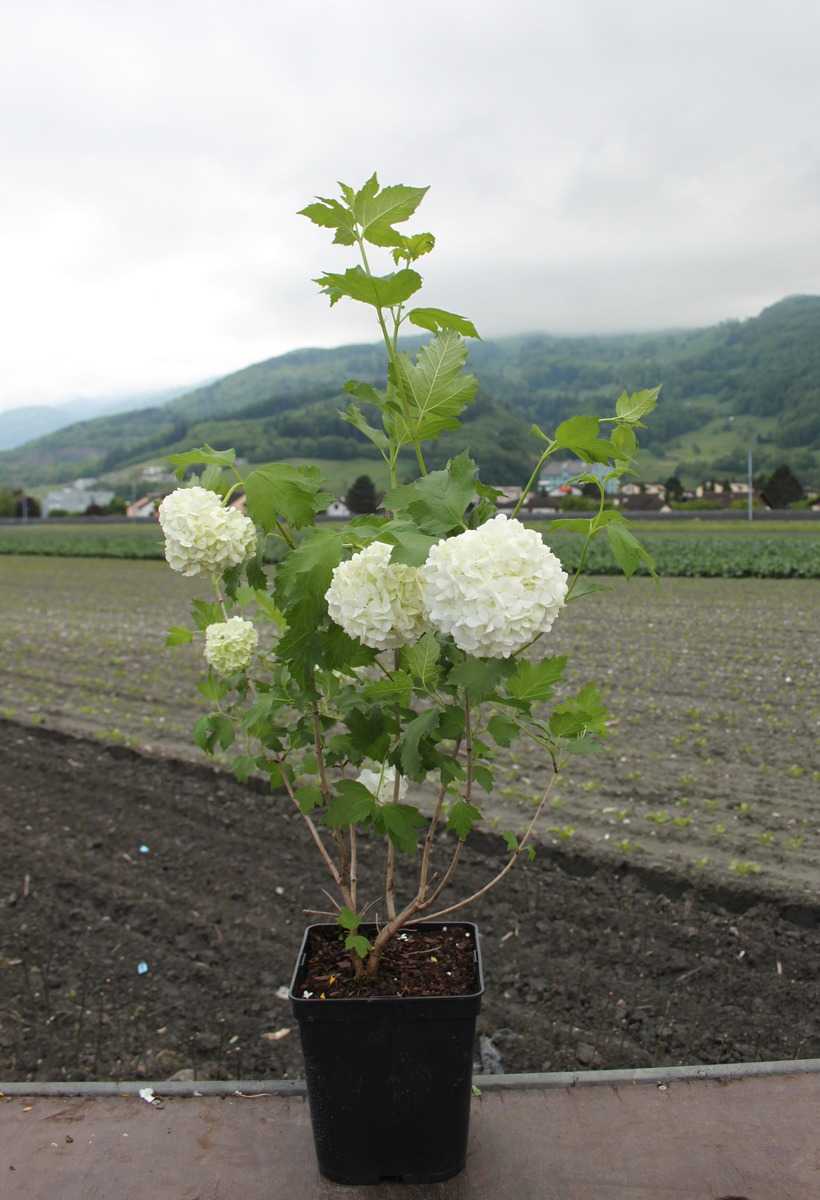 Gefüllter Schneeball - Echter Schneeball Roseum: Lubera.de