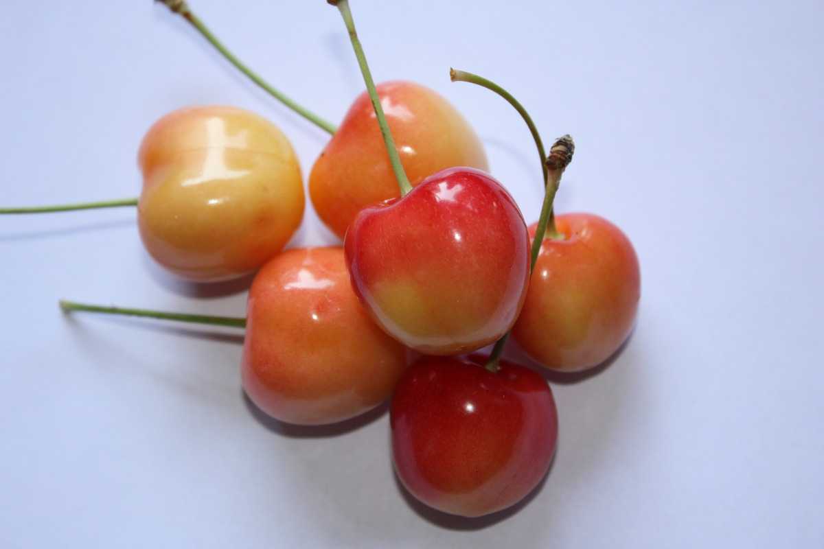 avium Online Gelbe kaufen Prunus - im Moonlight Süsskirsche Lubera Shop
