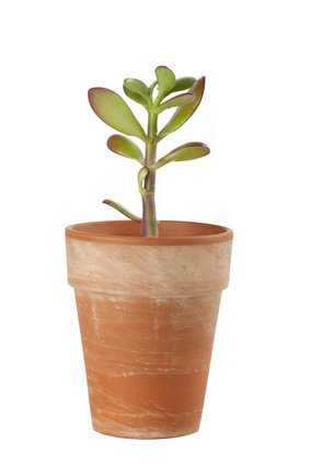 Junger Geldbaum, Pfennigbaum; Crassula ovata