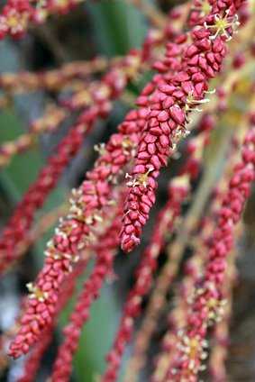 Butia capitata