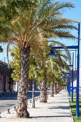 Geleepalme, Butia capitata