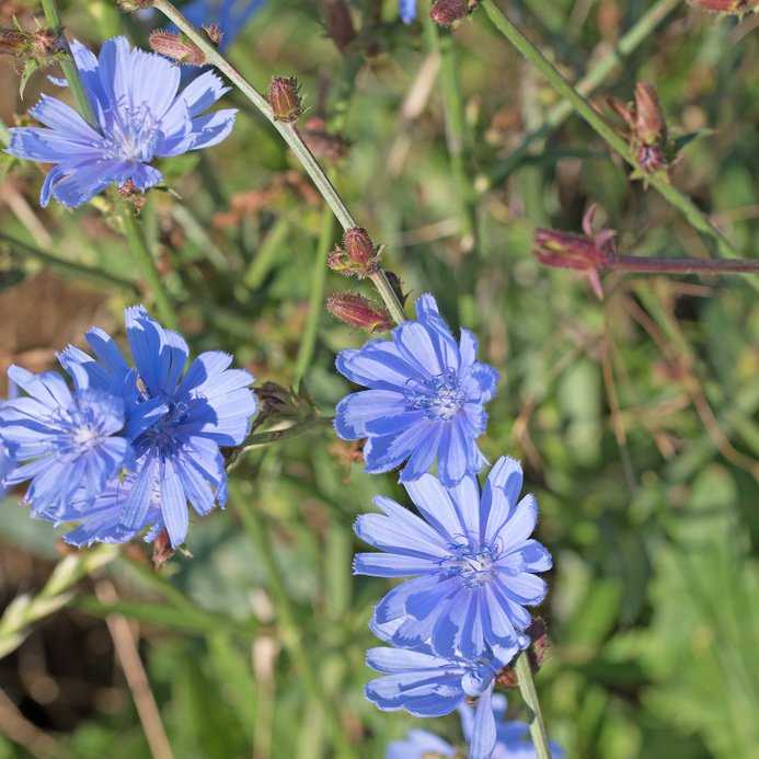 Gemeine Wegwarte, Cichorium intybus