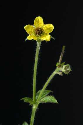 Gemeine Nelkenwurz (Geum urbanum) - Pflege der Heilpflanze