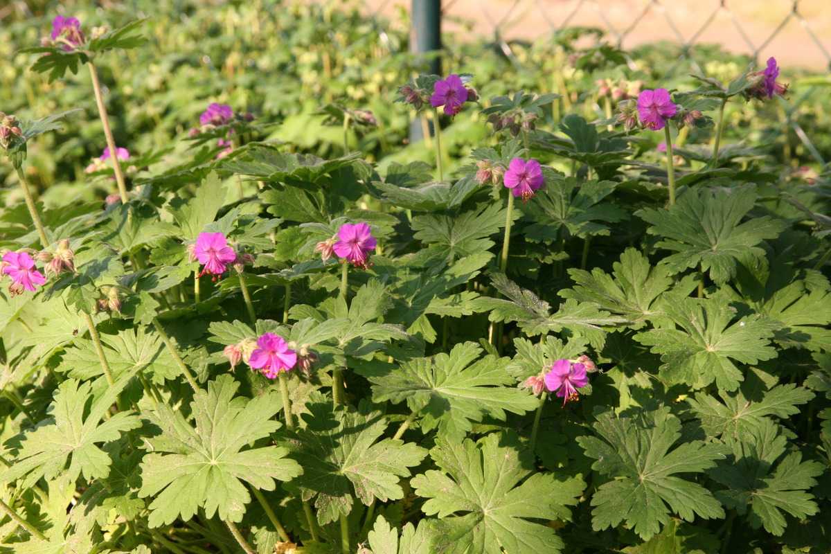 Комплекс герань. Герань Geranium macrorrhizum. Герань Czakor. Герань крупнокорневищная Czakor. Герань macrorrhizum ’Czakor’.