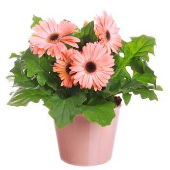 Gerbera Pflege