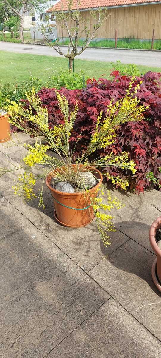Cytisus decumbens