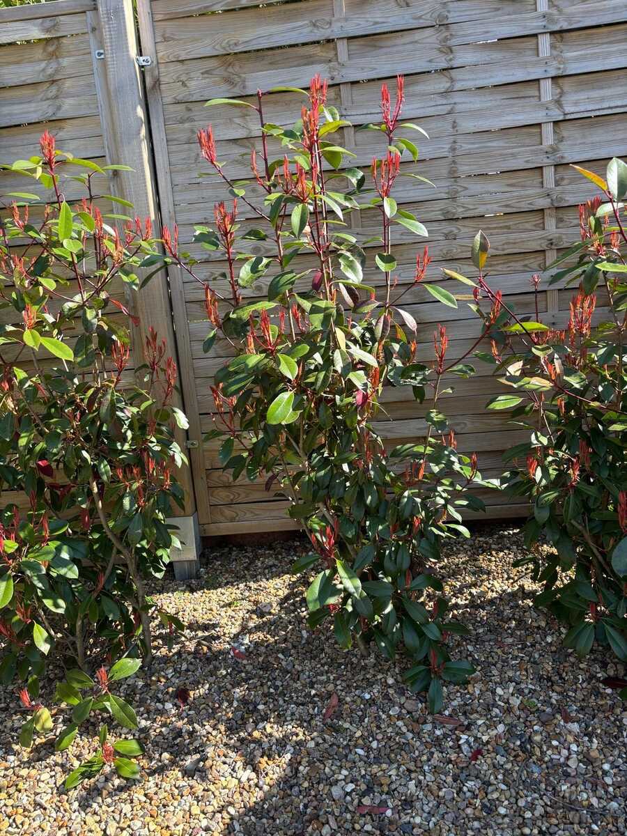 Glanzmispel 'Red Robin'