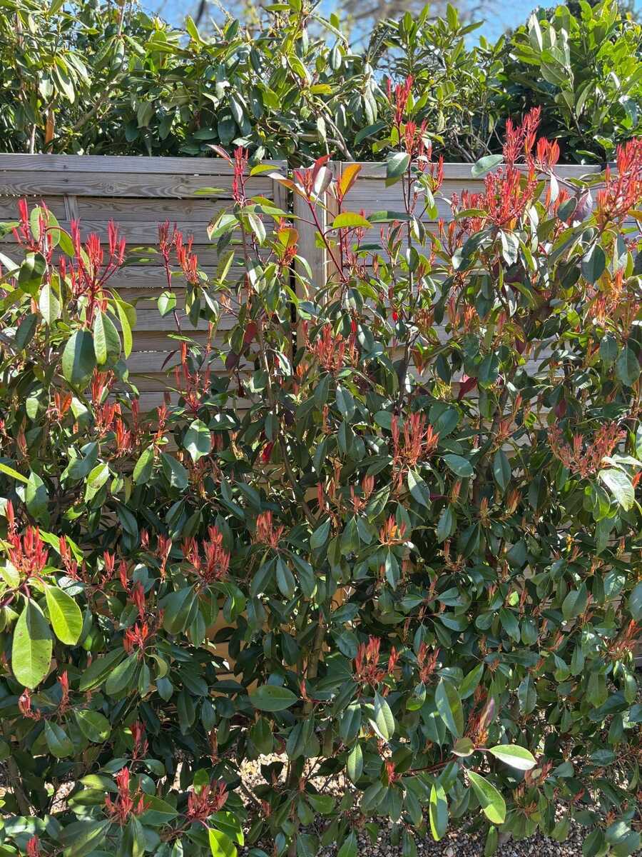 Glanzmispel 'Red Robin'