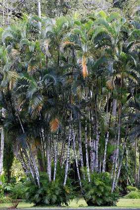 Goldfruchtpalmen in freier Natur