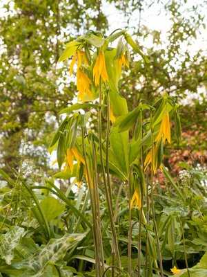 Goldlocke Uvularia Grandiflora in voller Blüte