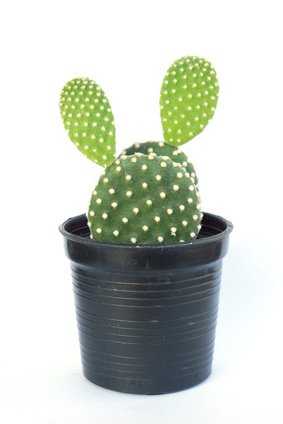 Opuntia microdasys ist ein ein grün-gelblicher Feigenkaktus mit dünnen, kleinen Dornen
