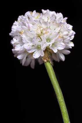 Blüte der weißen Grasnelke (Armeria)