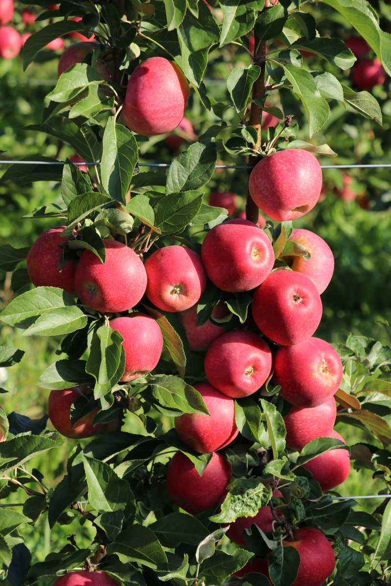 Apfelspalier nach Jules Guyot System
