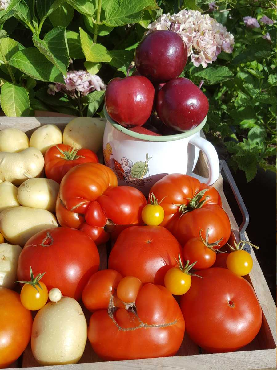 Tomaten Ranka Tessin Lubera