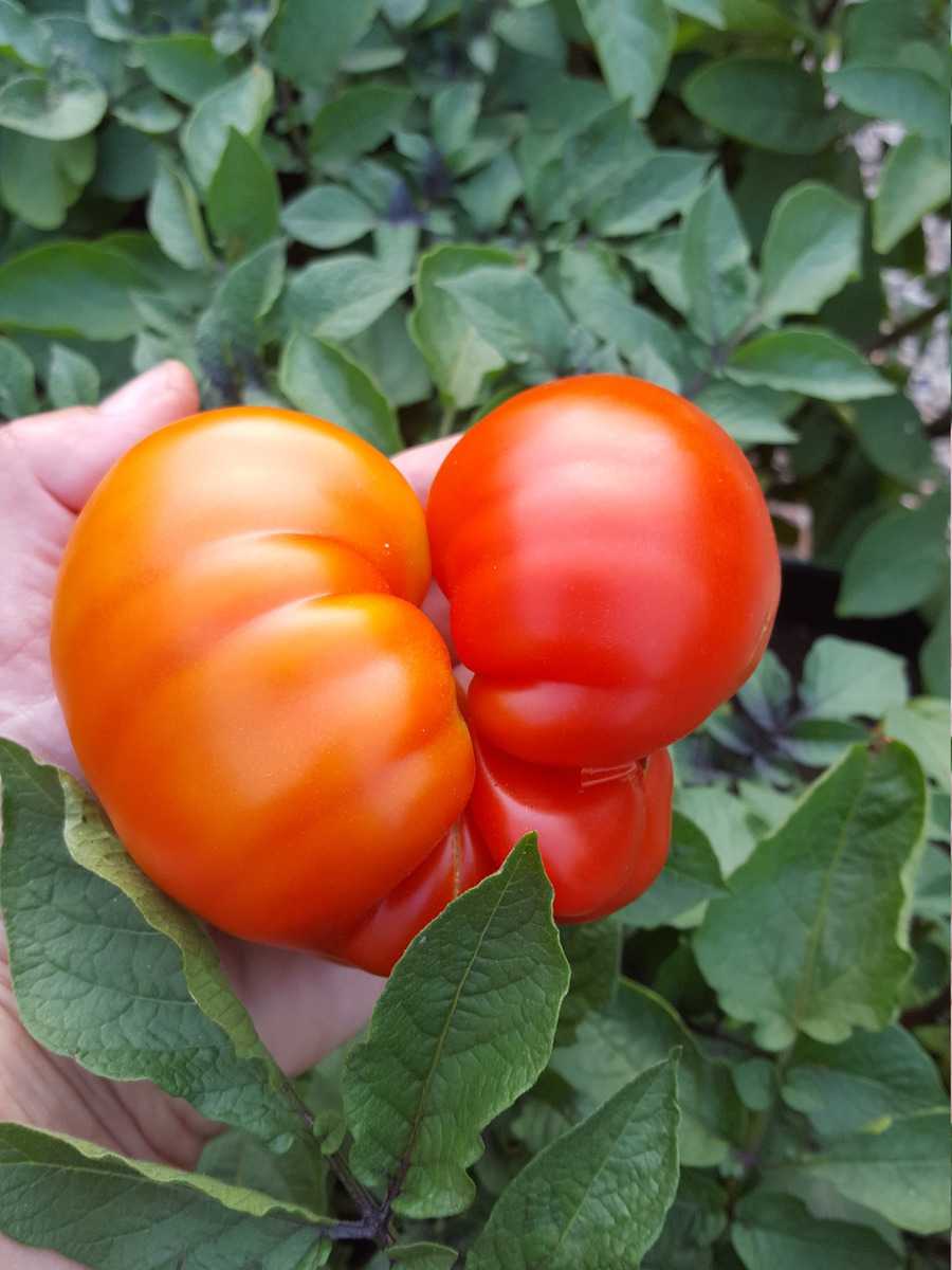 Tomaten Ranka Tessin Lubera