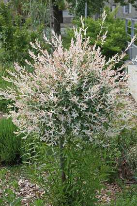 Harlekinweide (Salix integra Hakuro Nishiki) Hochstamm