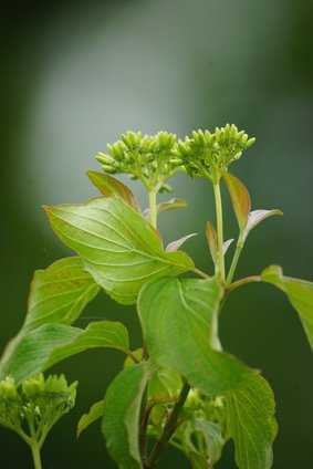 Hartriegel, Hornstrauch (Cornus): Schneiden / Vermehren / Früchte giftig?