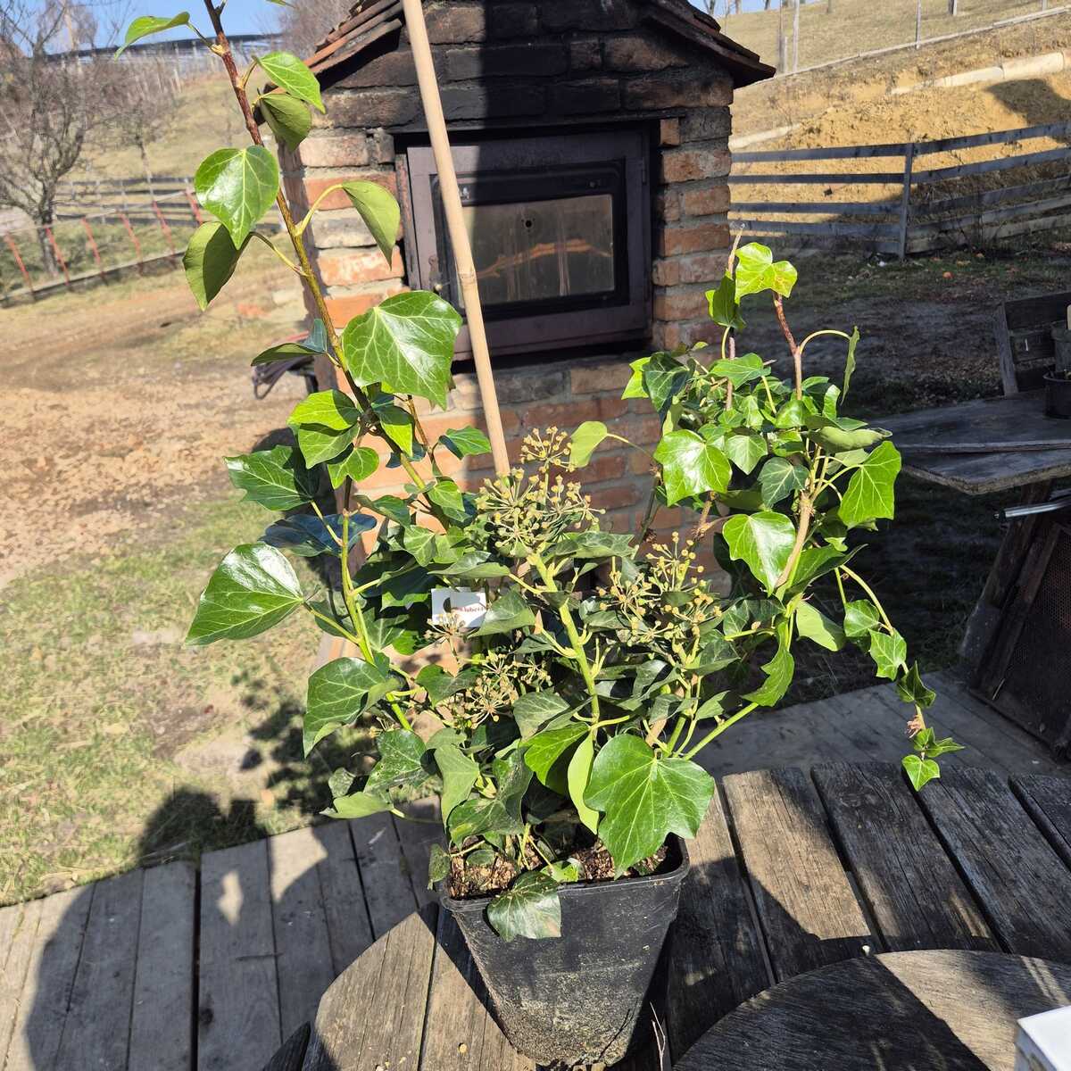 Hedera helix 'Arborescens': Strauch-Efeu 'Arborescens' online kaufen!