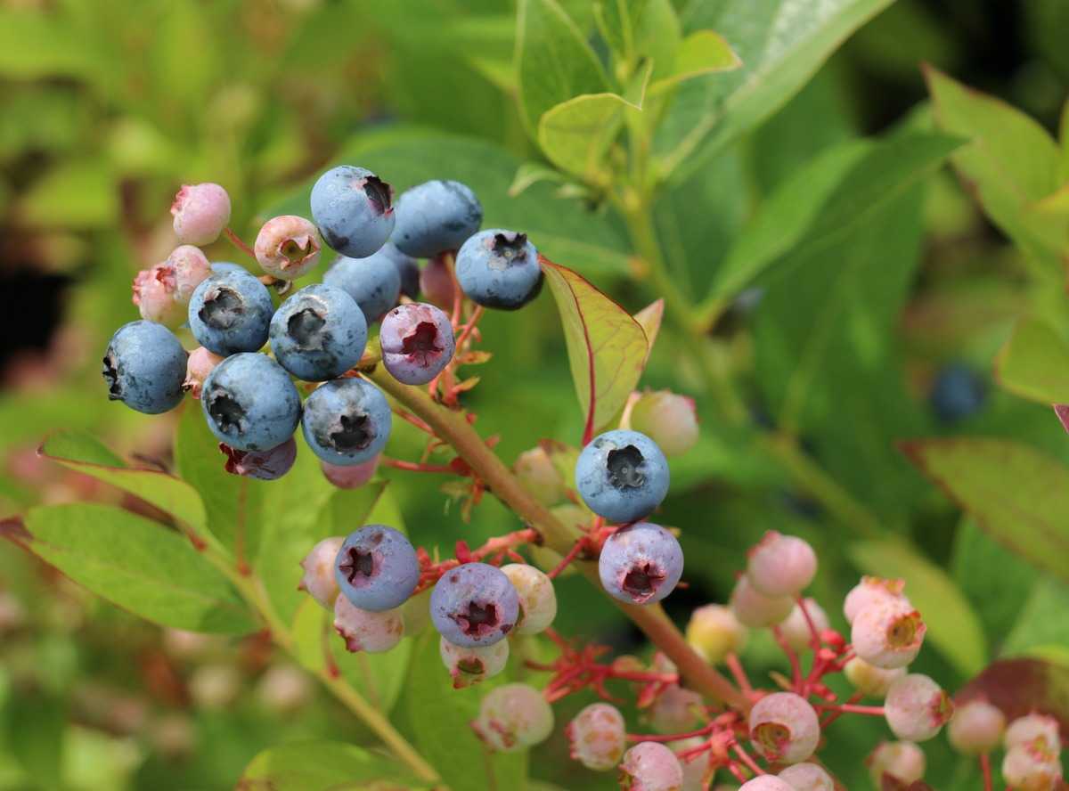 Heidelbeeren ertrag pro pflanze