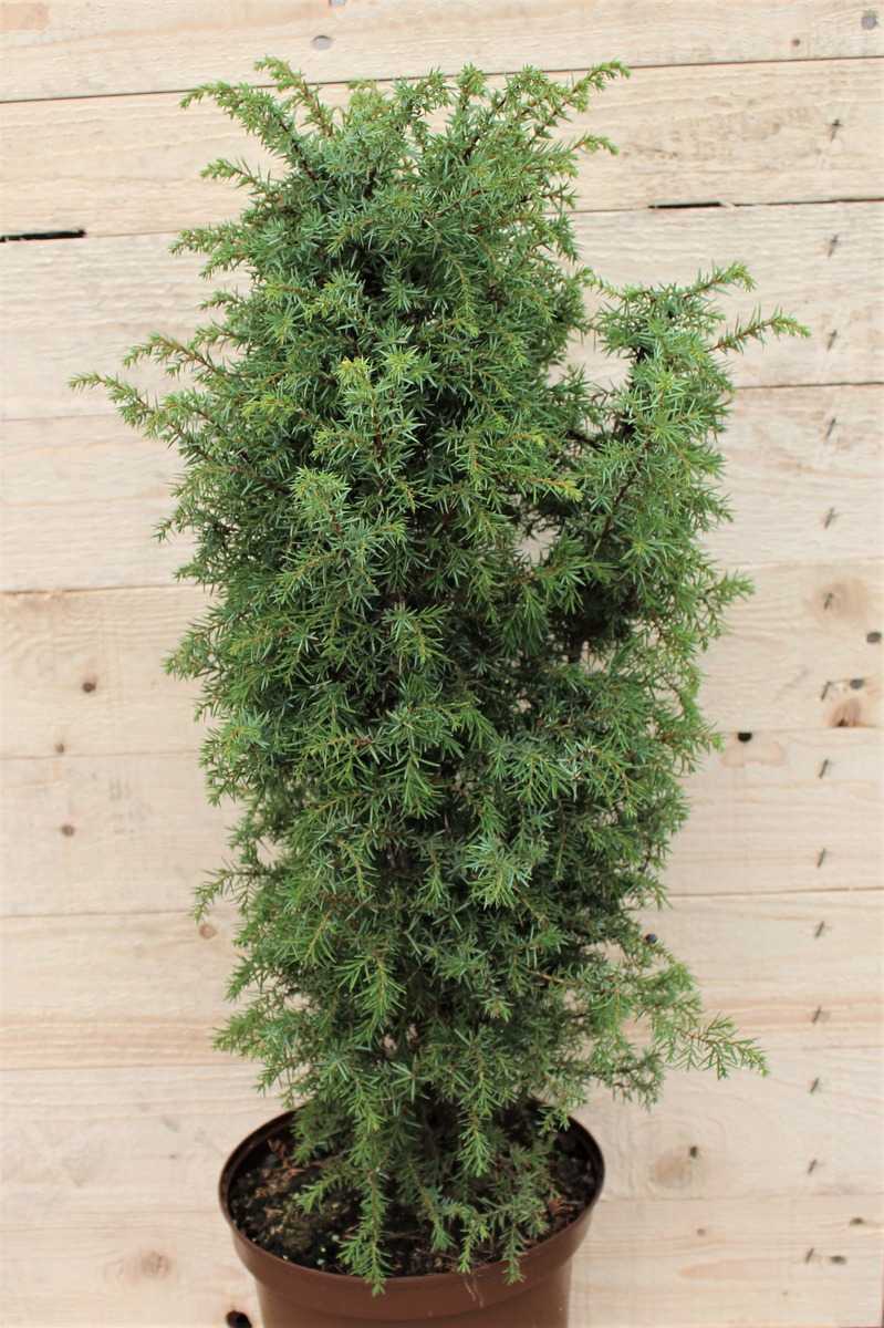 Juniperus comm ARNOLD sehr kompakter Säulenwacholder