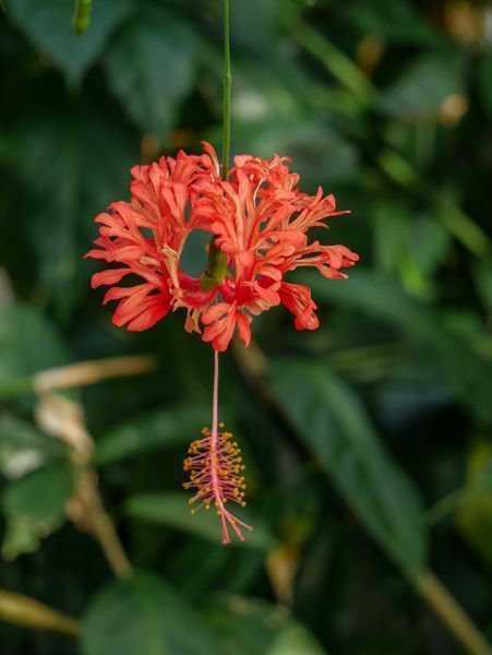 Hibiskus Arten