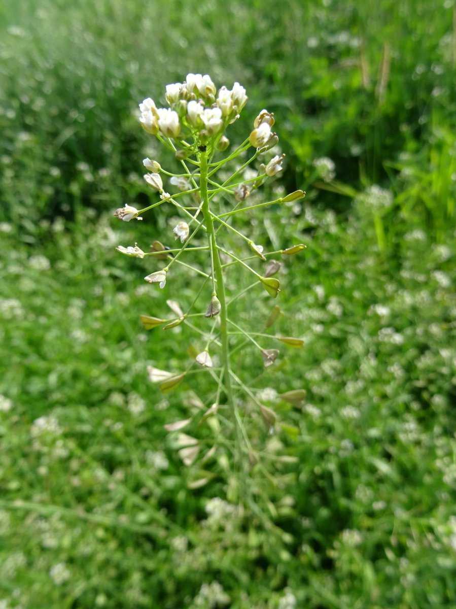 Gewöhnliches Hirtentäschel, Capsella bursa-pastoris