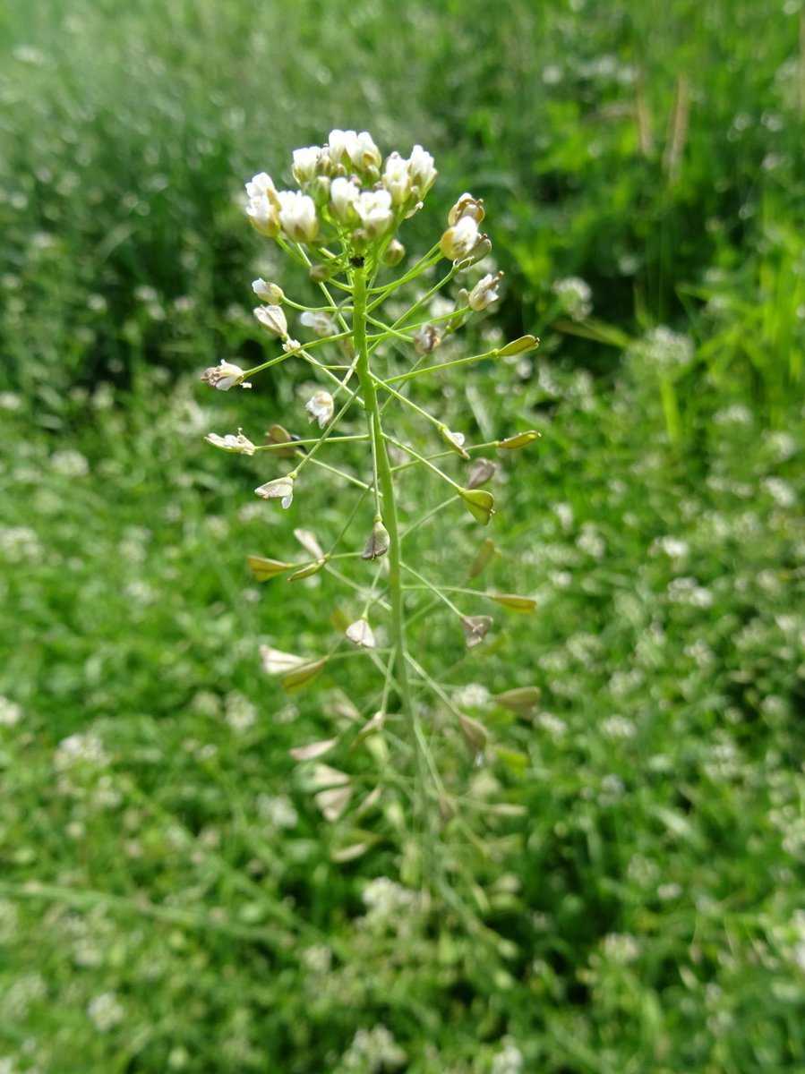 Gewhnliches Hirtentschel, Capsella bursa-pastoris