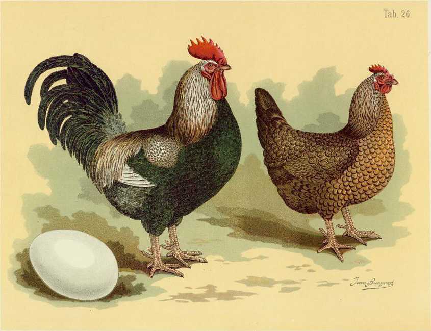 Tab26 Hühner Geflügel-Album, Jean_Bungartz, 1885